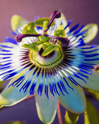 Blue Passionflower – 20 Seeds