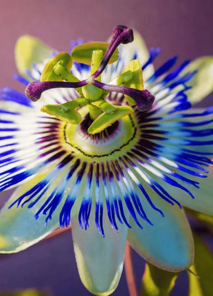 Blue Passionflower – 20 Seeds