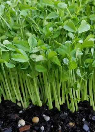Speckled Pea Microgreens – 15 grams