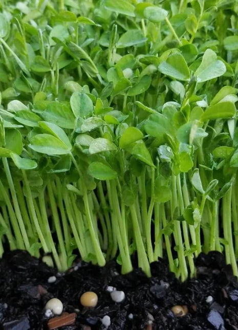 Speckled Pea Microgreens – 15 grams
