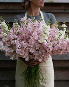Column Stock Appleblossom - 50 Seeds