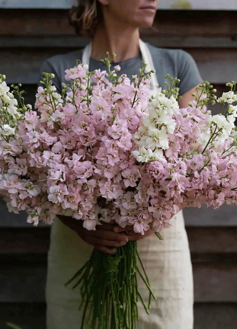 Column Stock Appleblossom - 50 Seeds