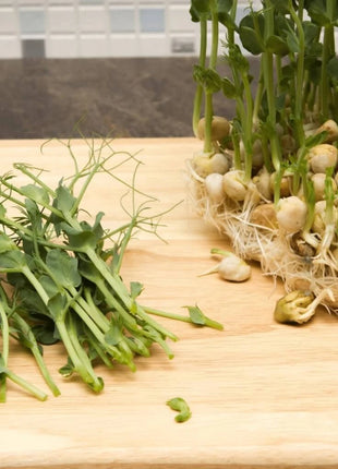 Dwarf Grey Sugar Peas – 100 Seeds