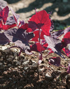 Ruby Red Orach – 25 Seeds