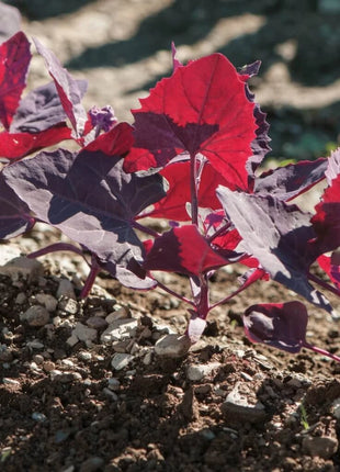 Ruby Red Orach – 25 Seeds