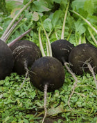 Black Spanish Radish – 250 Seeds