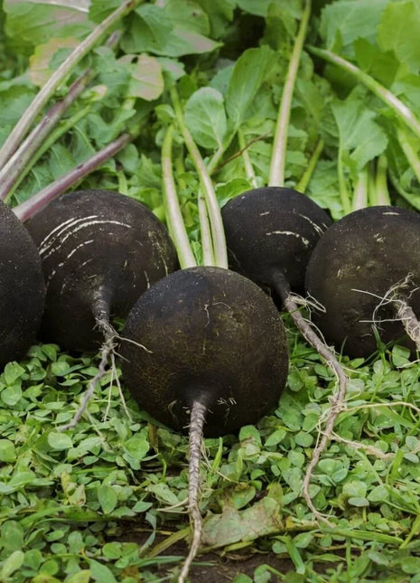 Black Spanish Radish – 250 Seeds