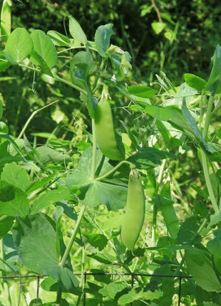 Oregon Sugar II Snow Peas – 25 Seeds