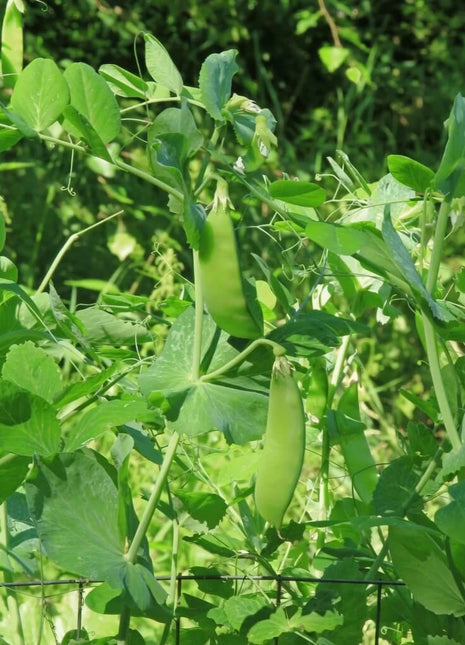Oregon Sugar II Snow Peas – 25 Seeds