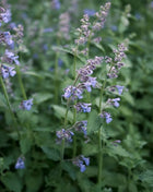 Catnip – 250 Seeds