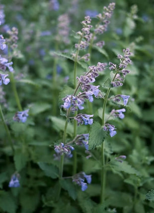 Catnip – 250 Seeds
