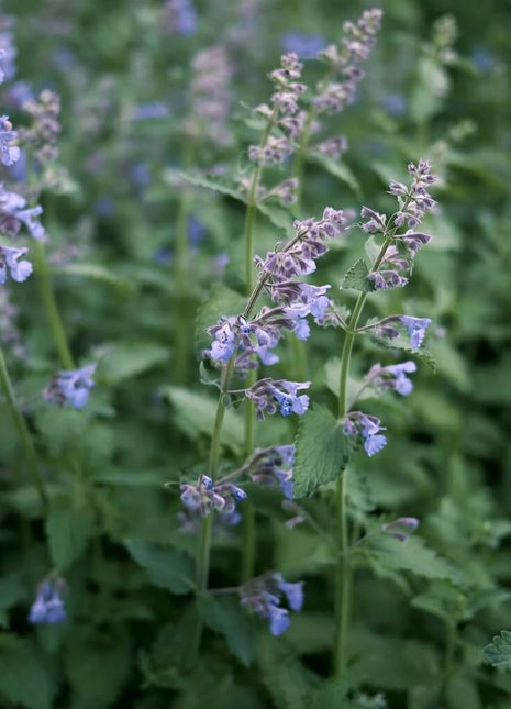 Catnip – 250 Seeds