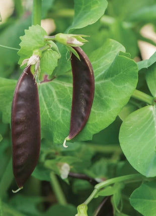 Royal Snap II Peas – 20 Seeds