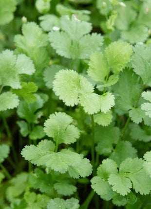 Calypso Cilantro – 100 Seeds