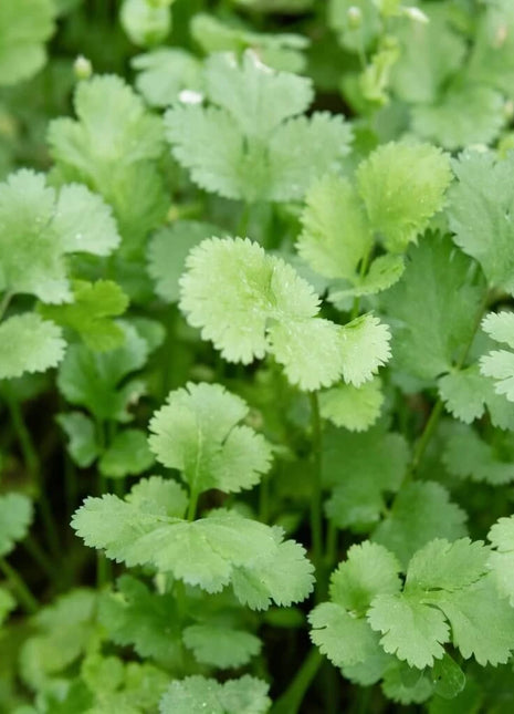 Calypso Cilantro – 100 Seeds