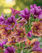 Painted Tongue Seeds – Superbissima Mix – 250 Seeds