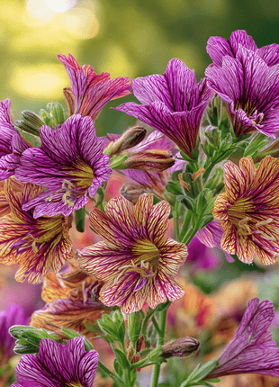 Painted Tongue Seeds – Superbissima Mix – 250 Seeds