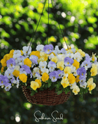 Pastel Pansy Mix – 100 Seeds