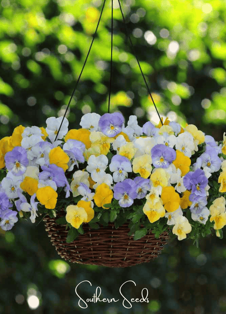 Pastel Pansy Mix – 100 Seeds