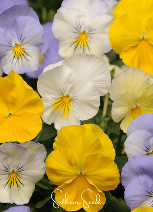 Pastel Pansy Mix – 100 Seeds