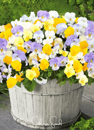 Pastel Pansy Mix – 100 Seeds