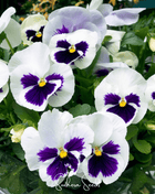 Swiss Giant Silverbride Pansy – 50 Seeds