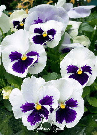 Swiss Giant Silverbride Pansy – 50 Seeds