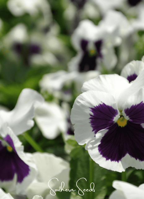 Swiss Giant Silverbride Pansy – 50 Seeds