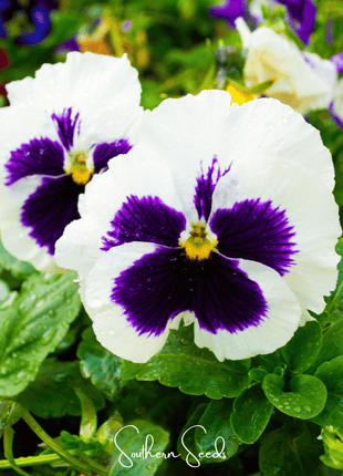 Swiss Giant Silverbride Pansy – 50 Seeds
