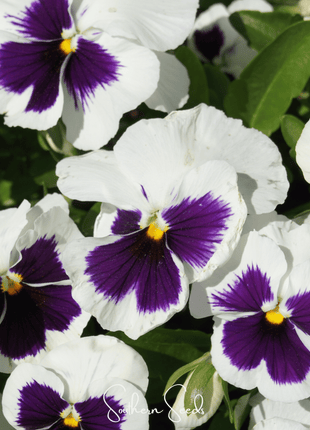 Swiss Giant Silverbride Pansy – 50 Seeds