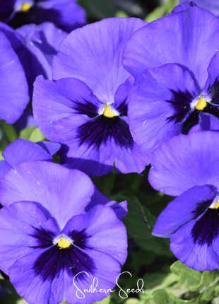 Swiss Giant Ullswater Pansy – 50 Seeds