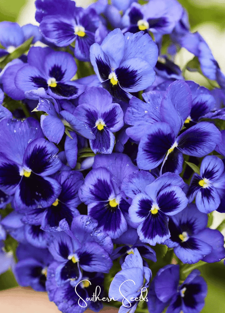 Swiss Giant Ullswater Pansy – 50 Seeds