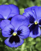 Swiss Giant Ullswater Pansy – 50 Seeds