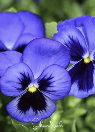 Swiss Giant Ullswater Pansy – 50 Seeds