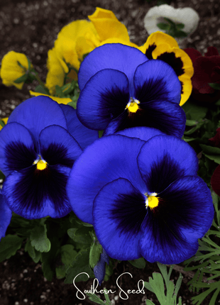 Swiss Giant Ullswater Pansy – 50 Seeds