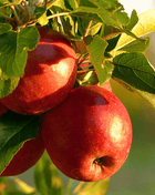 Paradise Apple Tree – 25 Seeds