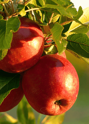Paradise Apple Tree – 25 Seeds