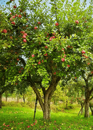 Paradise Apple Tree – 25 Seeds