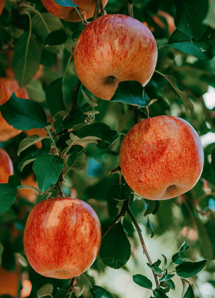Paradise Apple Tree – 25 Seeds