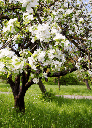 Paradise Apple Tree – 25 Seeds