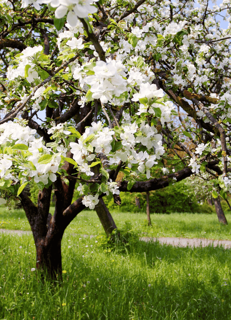 Paradise Apple Tree – 25 Seeds