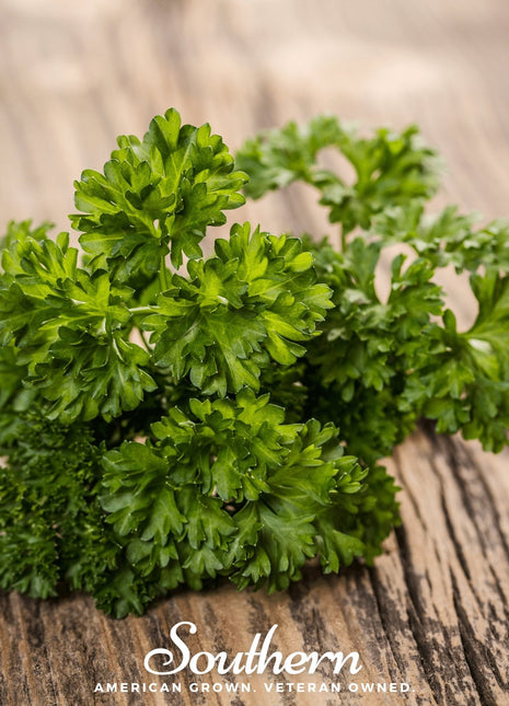 Evergreen Parsley – 200 Seeds
