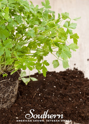 Italian Parsley – 200 Seeds