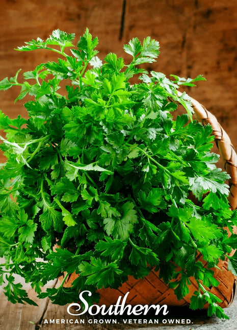 Italian Parsley – 200 Seeds