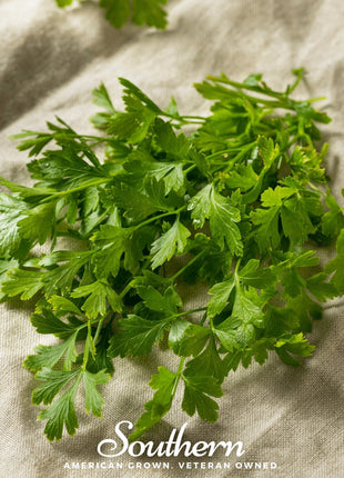 Italian Parsley – 200 Seeds