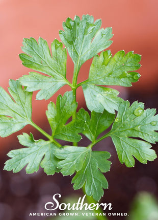 Italian Parsley – 200 Seeds