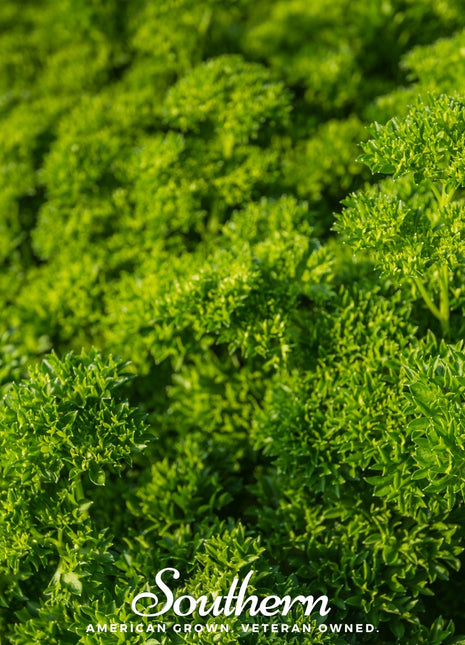 Triple Curled Parsley – 200 Seeds