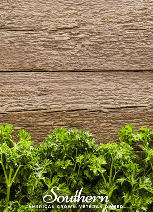 Triple Curled Parsley – 200 Seeds