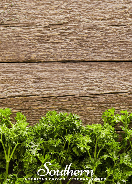 Triple Curled Parsley – 200 Seeds