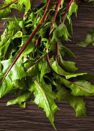 Red Italiko Chicory (Dandelion) – 50 Seeds